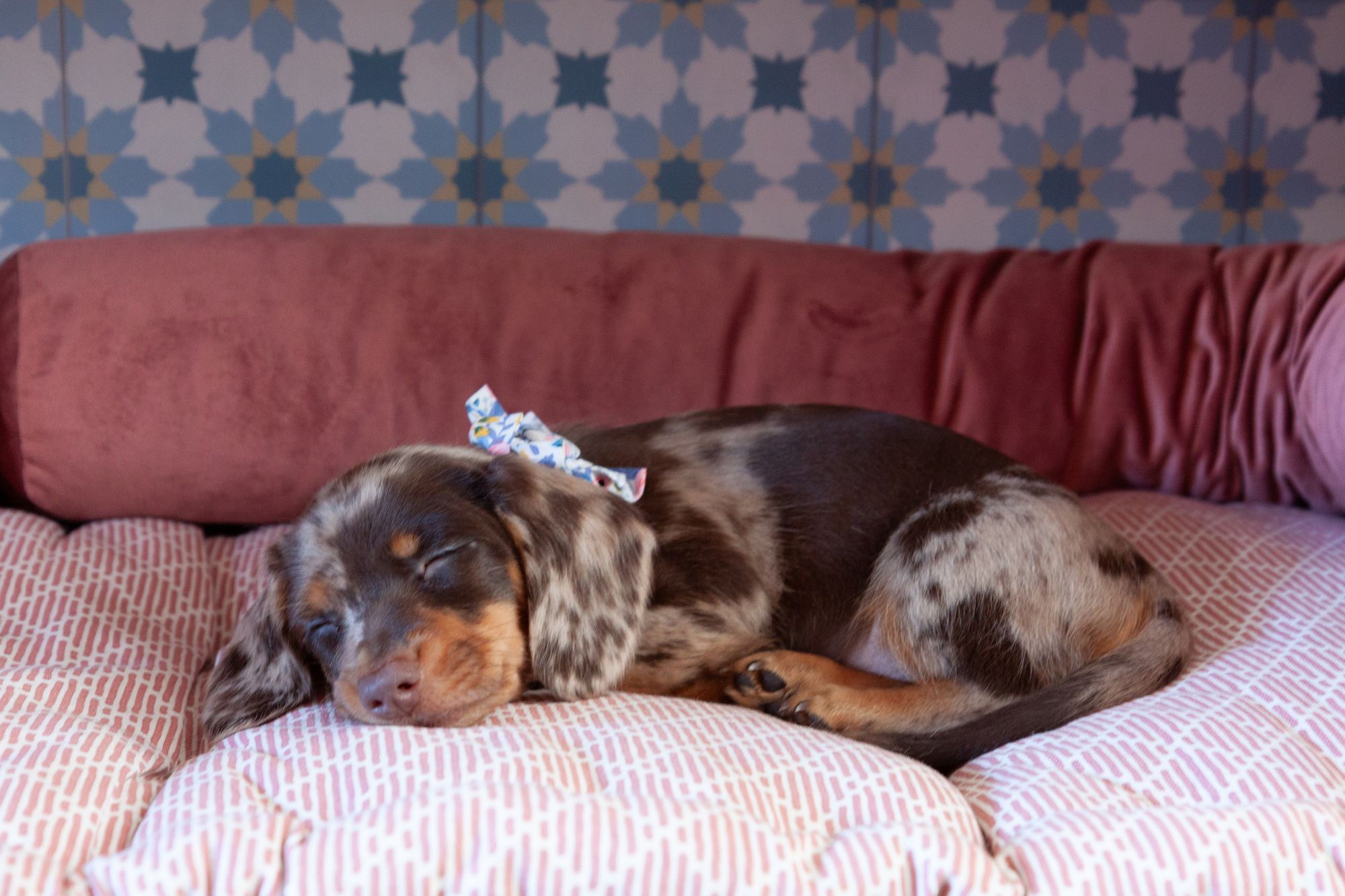 Puppy teckel Pippa ligt heerlijk te slapen in haar hondenhok