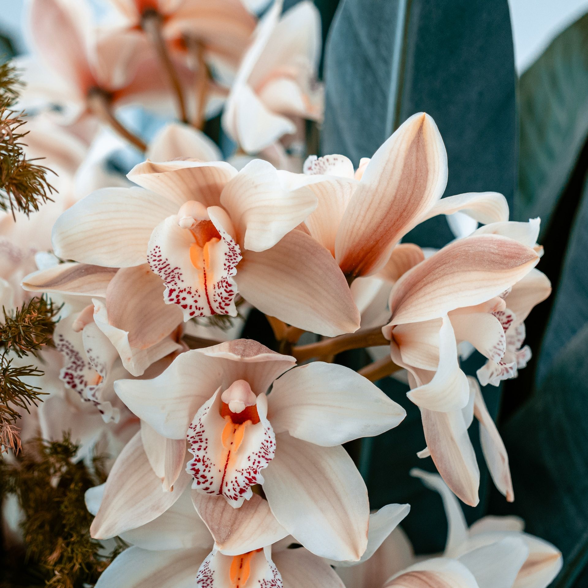 Orchidee een schitterende plant in jouw interieur